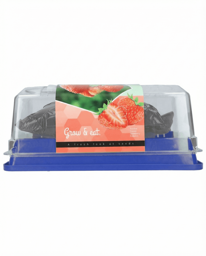 Sementes de morango Grandian F1 Greenhouse (Fragaria × ananassa) – kit de cultivo perene