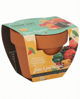 Kit de Cultivo Sementes de Pimento Habanero Capsicum Chinense Vaso de Terracota