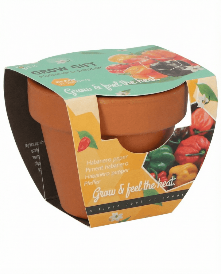 Semillas de chile habanero en maceta de terracota (Capsicum chinense) – kit de cultivo