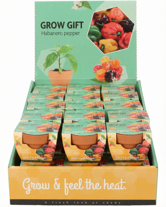 Chile habanero en maceta de terracota (Capsicum chinense) – kit de cultivo con semillas de SeedsChoice