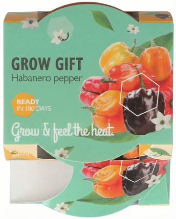 Sementes de Pimento Habanero Vaso de Terracota – kit de cultivo de SeedsChoice