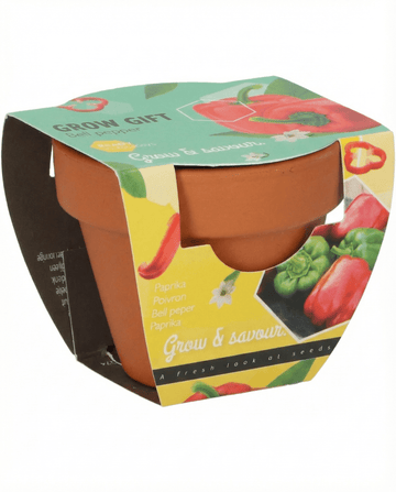 Capsicum annuum – Pimento em Vaso de Terracota cultivado a partir de semente
