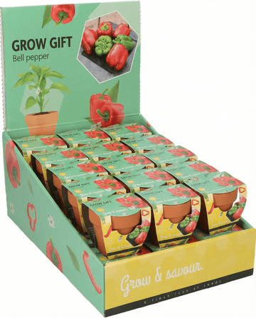 Sementes de Pimento em Vaso de Terracota (Capsicum annuum) – kit de cultivo