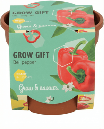 Sementes de Pimento em Vaso de Terracota – kit de cultivo de SeedsChoice