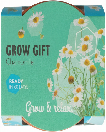 Sementes de camomila – kit de cultivo anual da SeedsChoice