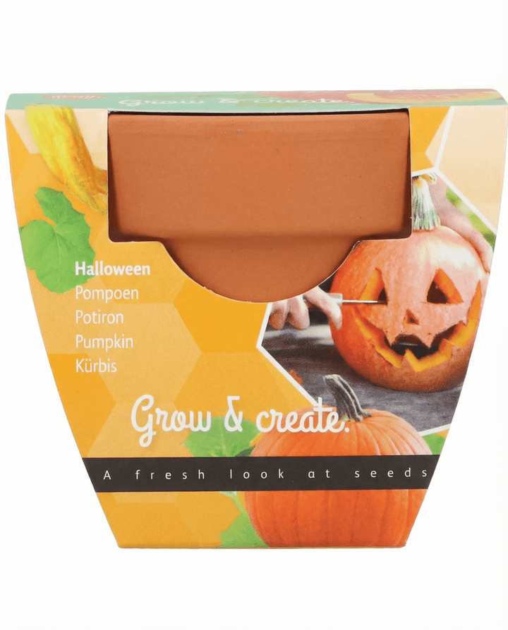Halloween Pumpkin seeds (Cucurbita pepo) – grow kit