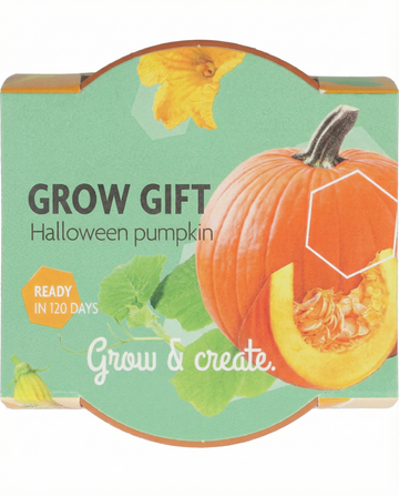 Cucurbita pepo – Abóbora de Halloween cultivada a partir de semente