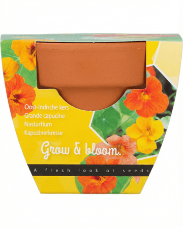 Sementes de Nastúrcio (Tropaeolum majus) – kit de cultivo anual