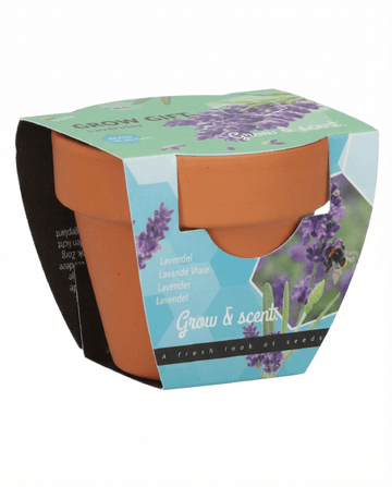 Lavanda (Lavandula angustifolia) – semillas de hierba perenne con kit de cultivo de SeedsChoice