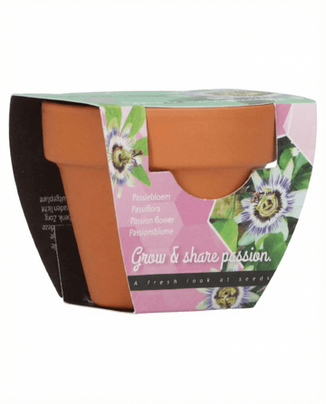 Passiflora Passion Gift vaso de terracota 30 unidades – kit de cultivo da SeedsChoice