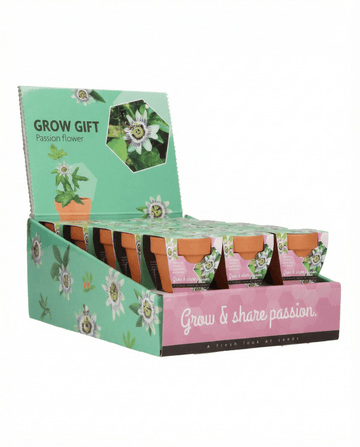 Sementes Passiflora Passion Gift vaso de terracota 30 unidades – kit de cultivo