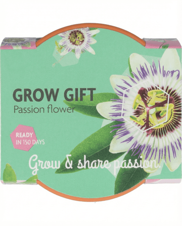 Passiflora Passion Gift vaso de terracota 30 unidades – kit de cultivo com sementes da SeedsChoice