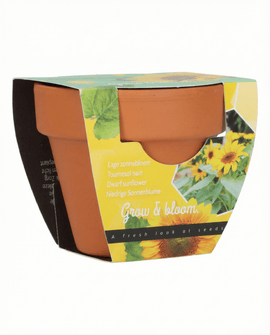 Sementes de girassol anão Helianthus annuus kit de oferta em vaso de terracota