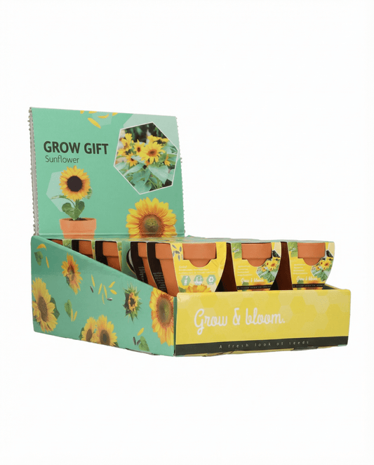 Dwarf Sunflower Gift Terracotta Pot (Helianthus annuus) – grow kit seeds from SeedsChoice