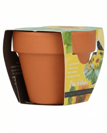 Helianthus annuus – Girasol enano regalo en maceta de terracota cultivado desde semilla