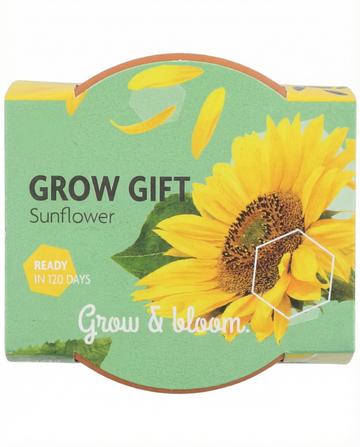 Semillas de kit de cultivo de girasol enano con maceta de terracota – de SeedsChoice