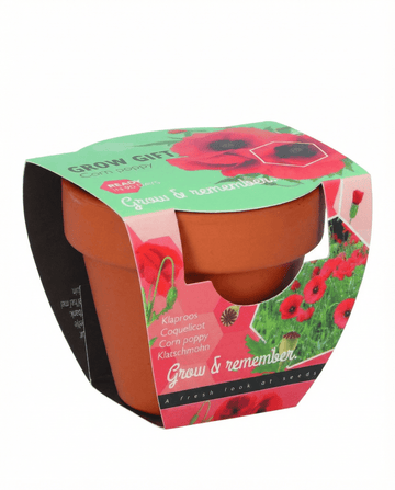 Sementes de papoila em vaso de terracota – kit de cultivo anual da SeedsChoice