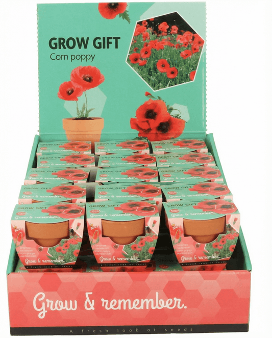 Amapola en maceta de terracota (Papaver rhoeas) – kit de cultivo anual de SeedsChoice