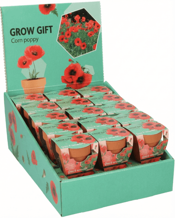 Papaver rhoeas – Papoila-dos-campos cultivada em vaso de terracota a partir de semente
