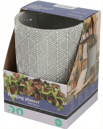 Coleus blumei – Vaso suspenso cultivado a partir de semente