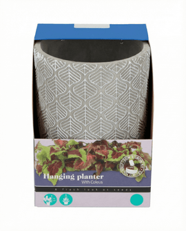 Sementes de Coleus Coleus Blumei Kit de Vaso Suspenso Interior