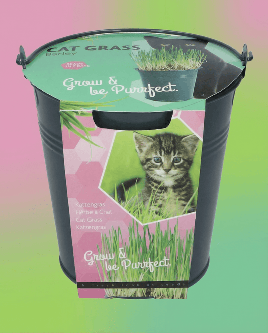 Balde de Relva para Gatos Cevada (Hordeum vulgare) – sementes em kit de cultivo da SeedsChoice