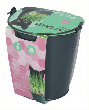 Hordeum vulgare – Cat Grass Barley Bucket grown from seed