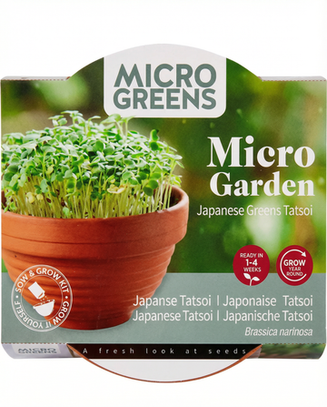 Brassica narinosa – Microverdes de Tatsoi cultivados em prato de terracota a partir de semente