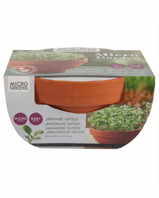Tatsoi Microgreens em Prato de Terracota (Brassica narinosa) – sementes de kit de cultivo de SeedsChoice