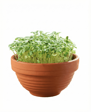 Sementes de Tatsoi Microgreens em Prato de Terracota – kit de cultivo de SeedsChoice