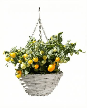 Semillas de tomate cherry enano Gourmandise Yellow para cesta colgante (Solanum lycopersicum) – hortaliza