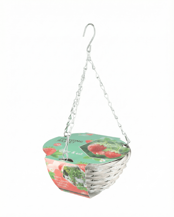 Sementes de morango para cesto suspenso Temptation – kit de cultivo da SeedsChoice
