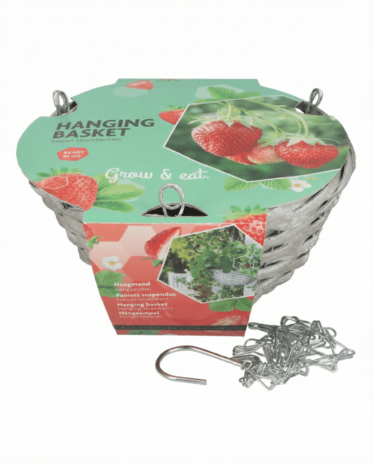 Morango para cesto suspenso Temptation (Fragaria × ananassa) – kit de cultivo com sementes da SeedsChoice