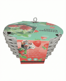 Kit de semillas de fresa para cesta colgante Fragaria ananassa variedad Temptation