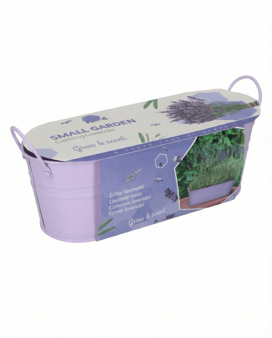 Lavanda (Lavandula angustifolia) – sementes de kit de cultivo para planta perene da SeedsChoice