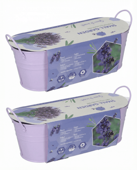 Semillas de lavanda Lavandula angustifolia hierba perenne kit