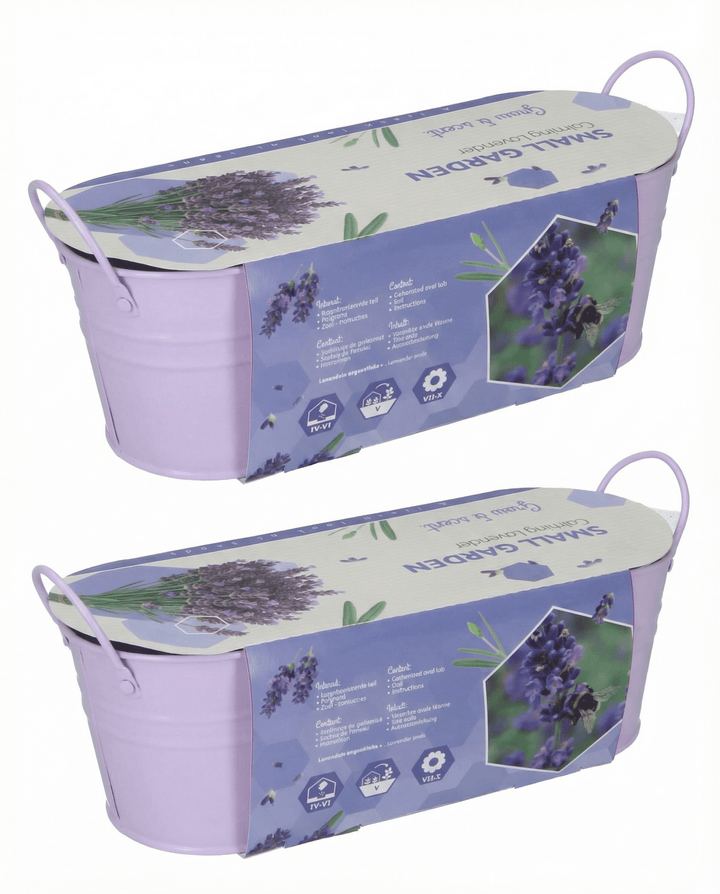Sementes de lavanda (Lavandula angustifolia) – kit de cultivo perene