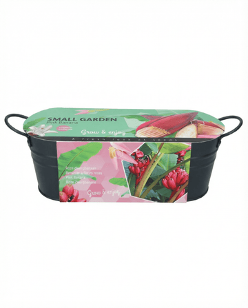 Sementes de bananeira-rosa para vaso interior (Musa velutina) – planta de interior