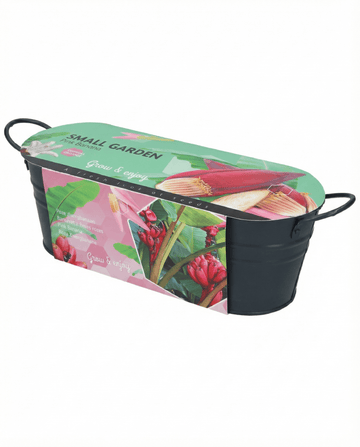 Musa velutina – bananeira-rosa de interior cultivada a partir de semente