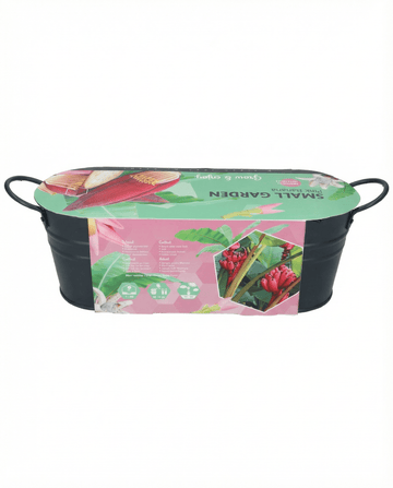 Sementes de bananeira-rosa para vaso interior – planta de interior da SeedsChoice