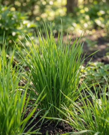 Semillas de hierba para gatos de cebada (Hordeum vulgare) – kit de cultivo