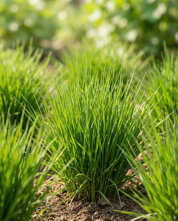 Hierba para gatos de cebada (Hordeum vulgare) – semillas con kit de cultivo de SeedsChoice