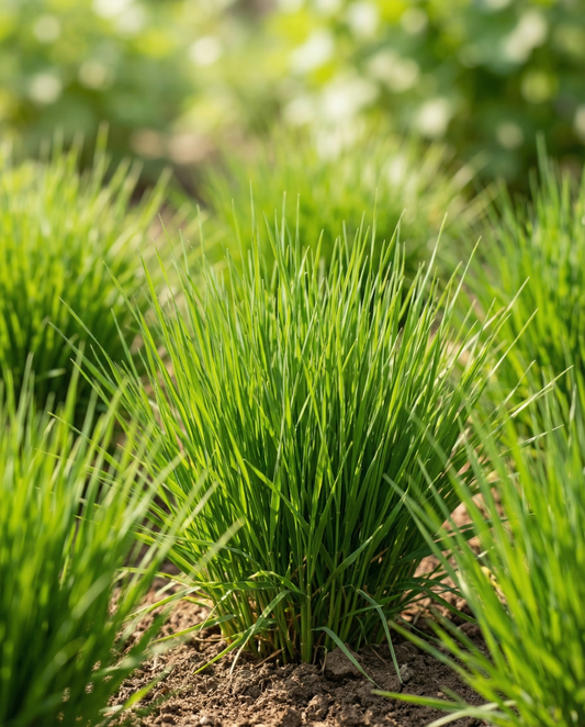 Relva para Gatos Cevada (Hordeum vulgare) – sementes em kit de cultivo da SeedsChoice