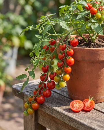 Tomate cherry Tomfall Hanging (Solanum lycopersicum) – semillas de hortaliza anual de SeedsChoice