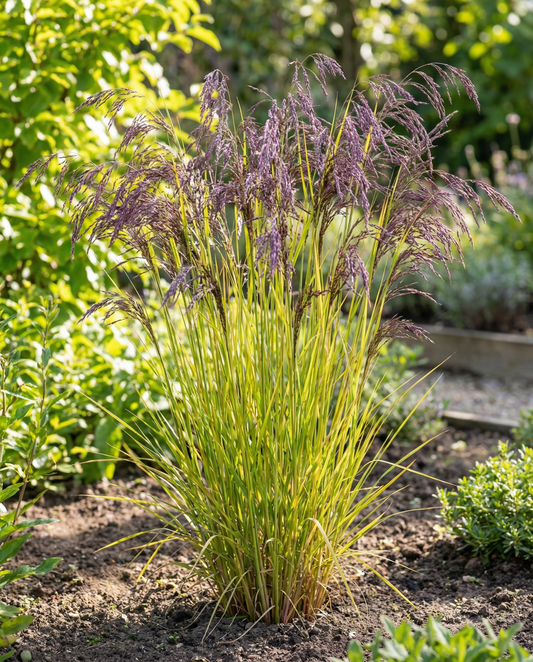 Milho-miúdo Roxo (Panicum miliaceum) – sementes de gramínea anual da SeedsChoice