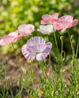 Semillas de amapola Mother Of Pearl Papaver Rhoeas anual