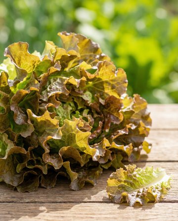 Cinta de semillas de lechuga de hoja (Lactuca sativa) – cinta de siembra anual