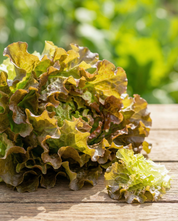 Cinta de semillas de lechuga de hoja (Lactuca sativa) – cinta de siembra anual de SeedsChoice