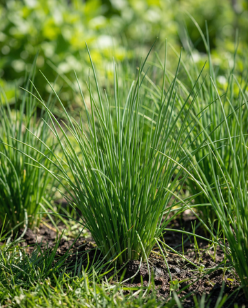 Semillas de cebollino Pads 4 (Allium schoenoprasum) – pastillas de semillas para perennes