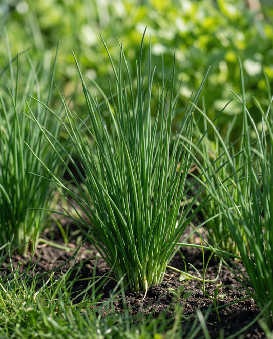 Cebolinho Pads 4 (Allium schoenoprasum) – almofadas de sementes vivaz da SeedsChoice